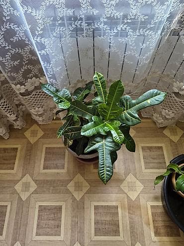 декабрист цветок цена: Продаётся Кротон.Цена 2 000 сом.Бишкек.Самовывоз. К.т. 0-555 812-987 — 4