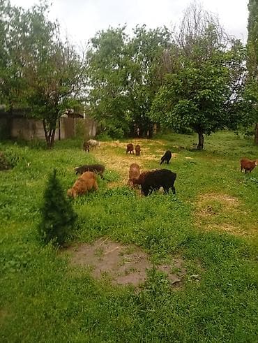 Животные: Продаю | Ягненок | Для разведения — 4