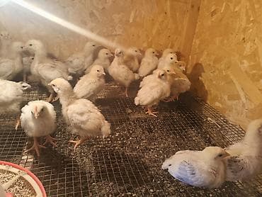 машинка кой: Продаю | Цыплята | На забой — 3