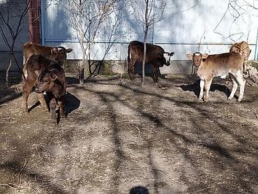 брама чорный: Продаю | Бык (самец) | Алатауская | Для разведения | Искусственник — 2