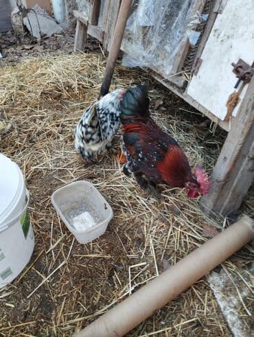 диффенбахия растения: Продаю карликовых кур цены от 600 до 800 сом — 5