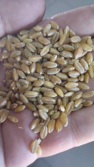 розовые помидоры: Пшеница для корма скота и птицы ✔️ Качество хорошее ✔️ Сухая, чистая — 4