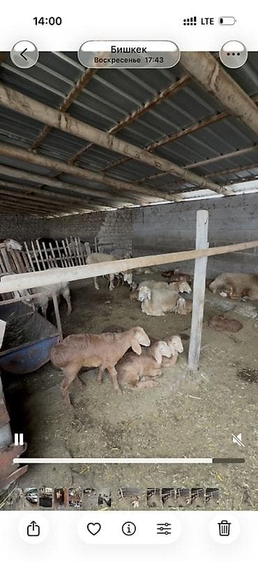 овцы токмок: Продаю | Овца (самка) | Эдильбаевская | Для разведения | Матка — 1