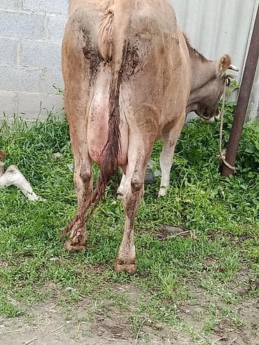 молоко варка: Продаю | Корова (самка) | Алатауская | Для молока | После отела — 3