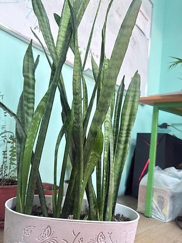 Диффенбахии: Продаю диффенбахия, сингониум,Сансевиерия — 3