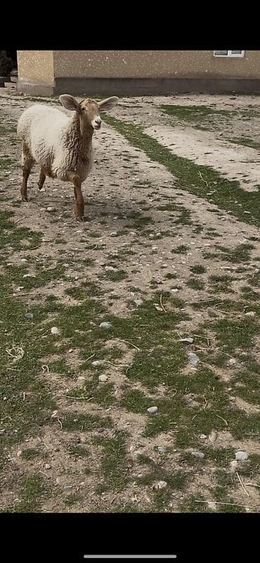 сколько стоит бараны: Продаю | Овца (самка) | Для разведения | Матка — 3