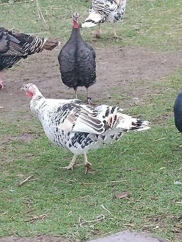 Продаю | Индюшка (самка) | Для разведения at lalafo.kg Продаю | Индюшка (самка) | Для разведения