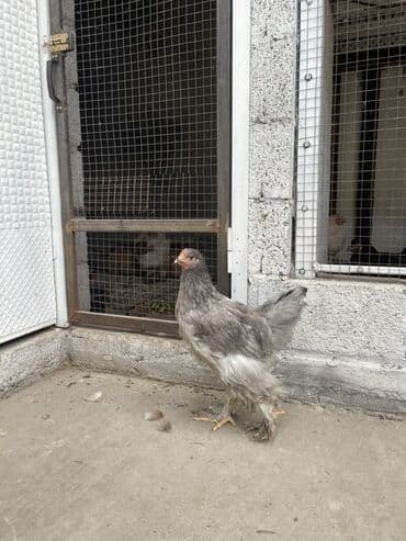 племенные кролики продажа: Продаю | Куры, Цыплята | Брама | Для разведения — 8