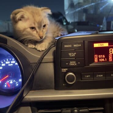 отдам в хорошие руки породистого щенка: Скотиш Фолд (Шотландская вислоухая), 2 месяца, Девочка, Черный, Приучена к лотку — 2