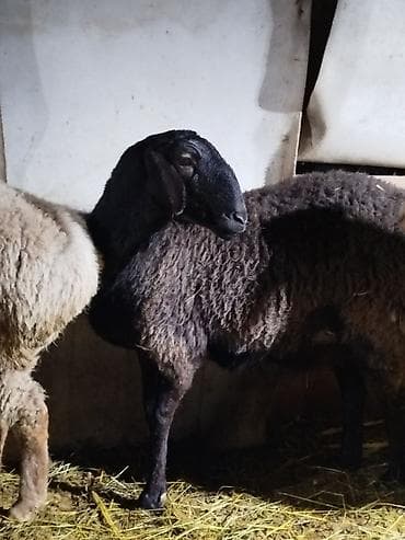 собака лабрадор купить: Продаю | Овца (самка) | Для разведения | Матка — 1