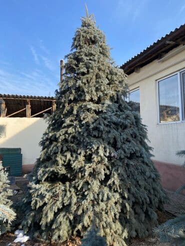 Садовая мебель: Ель голубая (Picea pungens, Blue Spruce) - Порода: ель колючая — 2