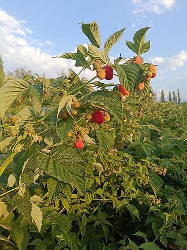 Бакча эмереги: Малина (саженцы/побеги плодоносящих кустов)Полька!!! Описание: - — 7