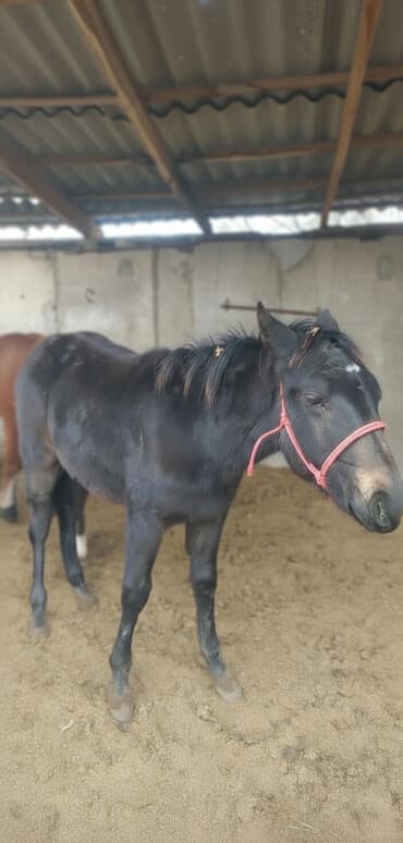 дом попугая: Продаю | Жеребенок | Рабочий — 1