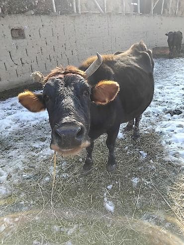 бенгальская кошка домашняя: Продаю | Корова (самка) | Для молока — 2