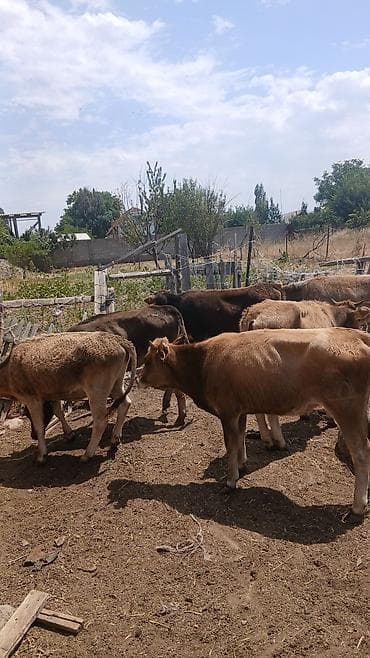 собака такса щенок: Продаю | Музоо, торпок | Полукровка — 4