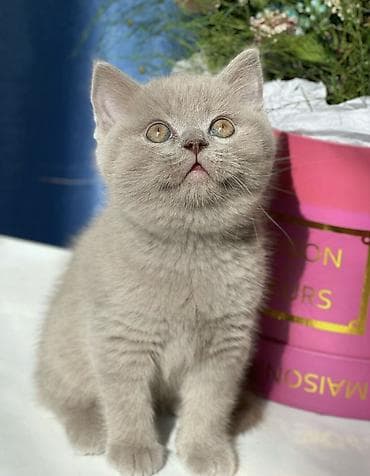 кошачий питомник в бишкеке: Продаются котята British О питомнике: ✅ Официально зарегистрирован в — 1