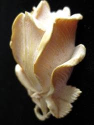 свадебные платья оптом из турции цена: Антикварный кулон в виде реалистичной розы. Выполнен полностью из — 2