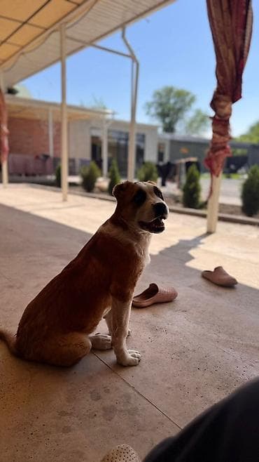 питомники собак в бишкеке: Алабай, 4 месяца, Самец, С прививкой — 3