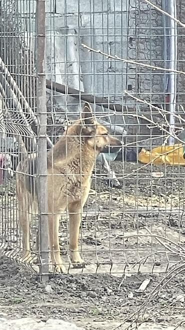 Аквариумы: Собака даром: 1 год, Самец — 3