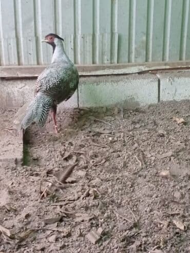 Грызуны: Продам серебряных фазанов этого года парами и по отдельности — 6