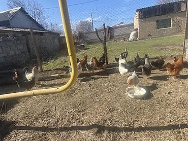 яйца инкубатор: Продаю | Куры | Домашняя | Для разведения — 4