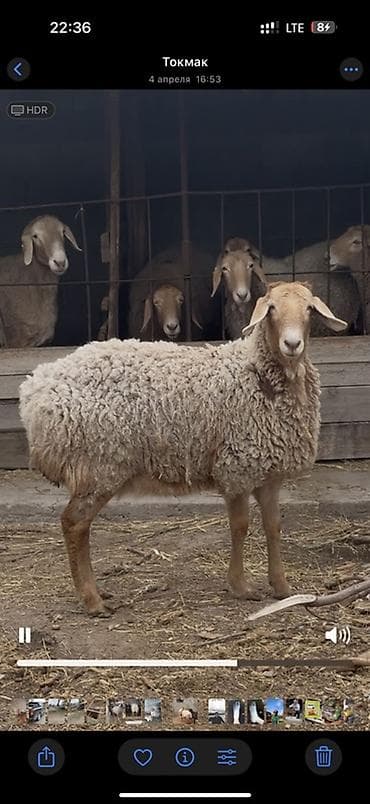 можно купить собаку: Продаю | Овца (самка) | Для разведения | Племенные — 2