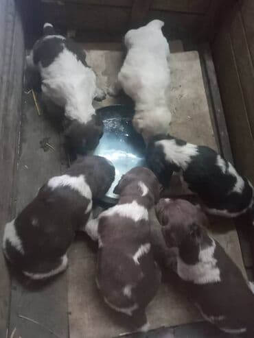 акустические системы remax колонка в виде собак: Спаниель, 1 месяц, Самец — 5