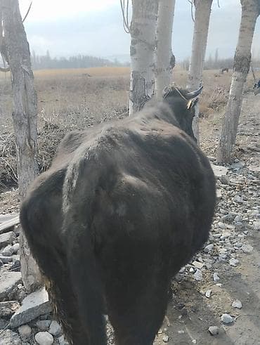 я ищу корова: Продаю | Корова (самка) | Для молока | Привязанные — 1