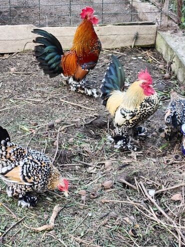 продажа щенков немецкой овчарки с документами в бишкеке: Продаю | Куры, Петух — 3