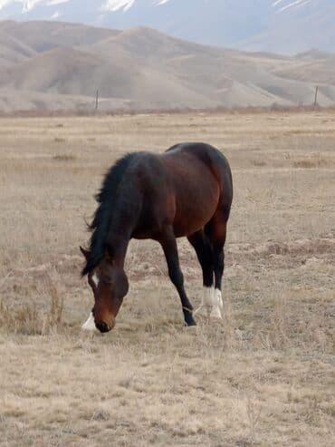 купить рабочую охотничью собаку: Сатам | Жылкы (эркек) | Жумушка — 6