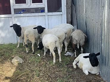 Продаю | Ягненок | Для разведения