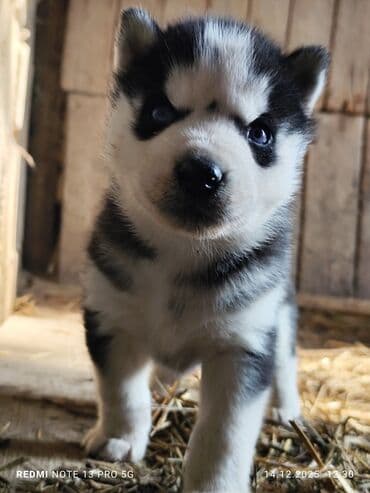 дог собака: Продаю щенков сибирской хаски. 5 шт все мальчики возраст 1 месяц. цена — 4