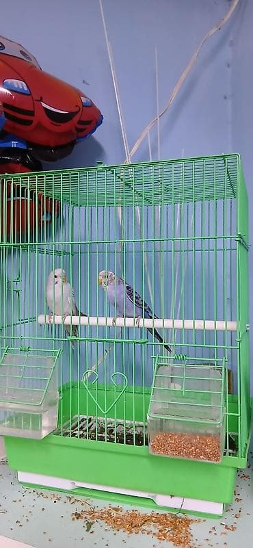 зоомагазин бишкек птицы: Попугай сатылат клеткасы менен. жеми да бар кошуп берем — 1
