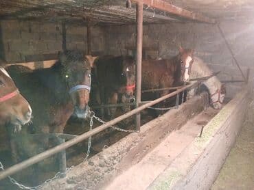 Услуги ветеринара: Продаю | Жеребенок | Для разведения — 6