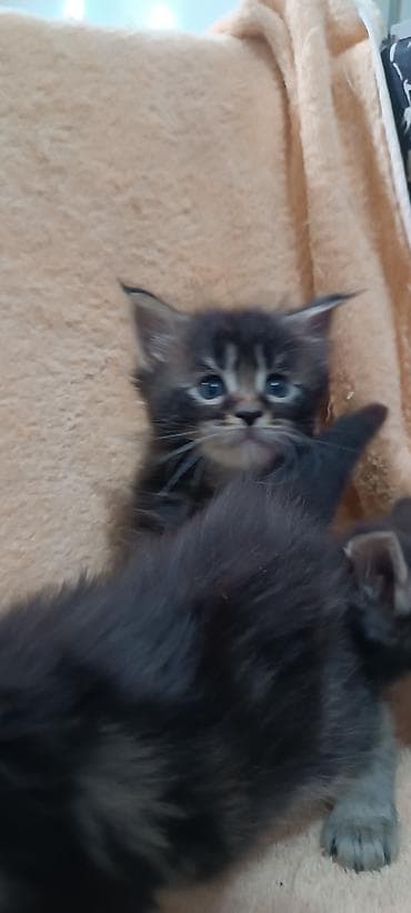 Животные: Мейн-Куны 🥰🥰🥰. Продаются котята Рысята ♥️ Чистокровные, Шикарные — 5