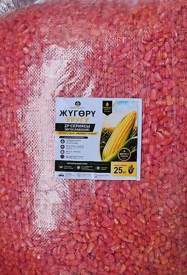 кукуруза в початках: Семена кукурузы оптом и в розницу есть все сорта БУДАН и местной — 9