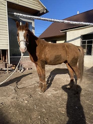 Собаки: Продаю | Конь (самец) | Полукровка | Рабочий — 8