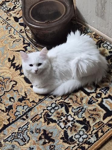 кошка турецкая ангора: Кошка даром: Ангорская, 9 месяцев, Девочка, Кастрирована, Приучена к лотку, Проглистована — 7