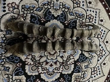 кому кара кече: Пара натуральных рогов горного козла (козерога) Описание: - Комплект — 3