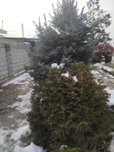 Саженцы деревьев: Ели