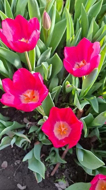 дерево цветок: Тюльпаны – срезка и луковицы, собственное выращивание. Ассортимент: - — 1