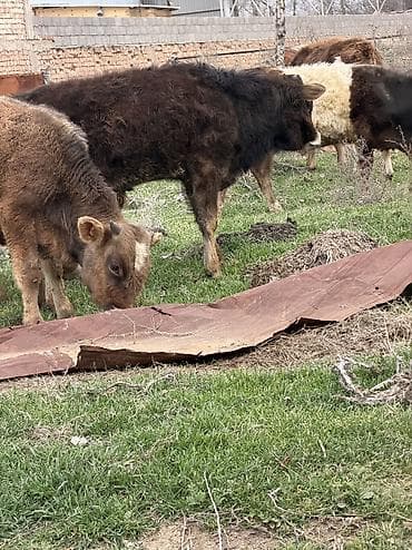 сенбернар бишкек: Сатам | Бука (эркек) | Алатоолук, Голштин, Аргын — 7