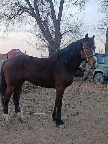 кона: Продаю | Жеребец | Рабочий — 2