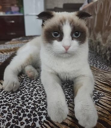 Шотландский вислоухий кот (Scottish Fold), окрас колор-пойнт с