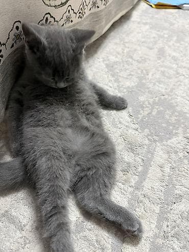 короткошерстная британская кошка: Британская короткошёрстная, 4 месяца, Мальчик, Серый, Приучена к лотку, Проглистована — 3