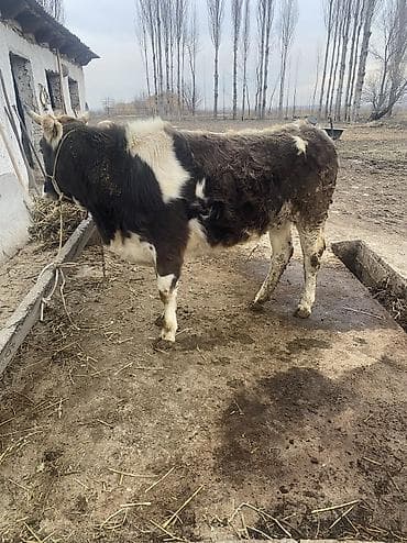 животные на продажу: Продаю | Тёлка | Для разведения | Отела не было — 1