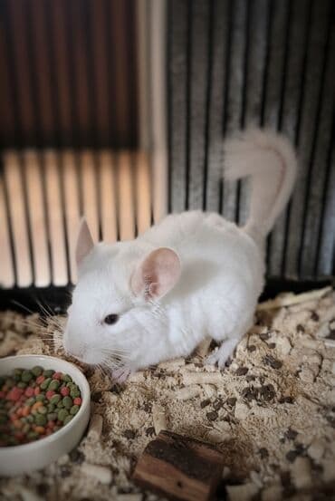 чк тай: Продается малыш шиншиллы, редкий бело-розовый окрас,настоящий — 1