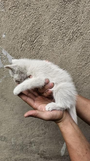 кошка в добрые руки: Кошка даром: Беспородная, 2 месяца, Девочка — 9