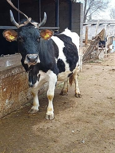 сары булун: Сатам | Уй (ургаачы) | Союуга | Байланган — 2