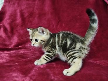 кошка свинкс: Питомник шотландских кошек предлагает к предварительному резерву — 5